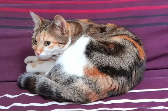 Animaux perdus La Courneuve, photo: Chatte Laska tricolore disparue