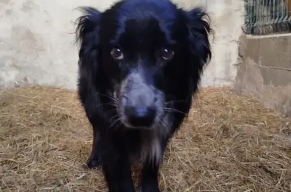 Chien trouvé Nouvelle-Aquitaine, photo: Chien perdu à Saint-Pardoux