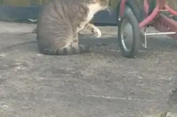 Chat tigré trouvé à Talant - photo