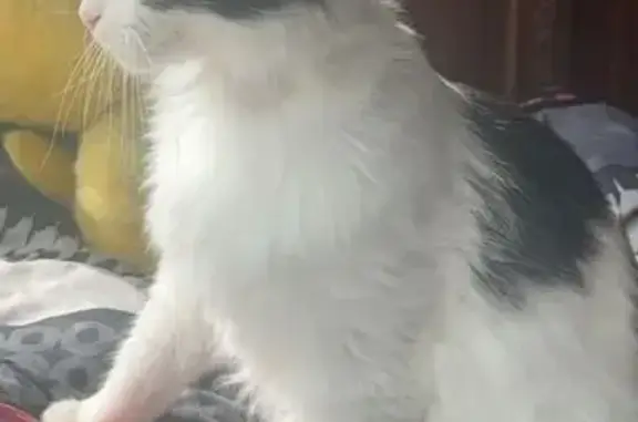 Animaux trouvés Blagnac, photo: Sundae, chat égaré à Blagnac