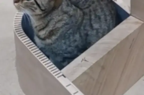 Animaux perdus Plouider, photo: Chat tigré perdu à Plouider