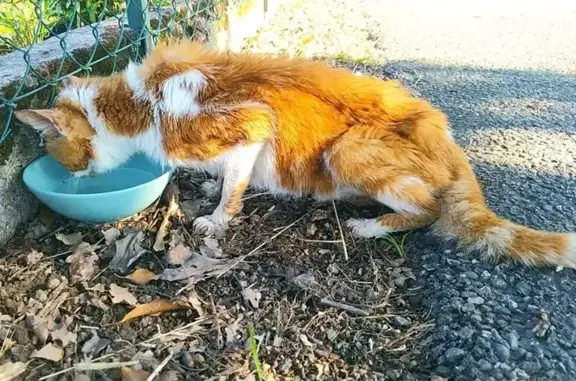 Chat blessé trouvé à Saint-Lys - photo