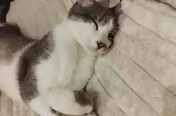 Chat perdu, , photo: Chat gris-blanc tigré perdu