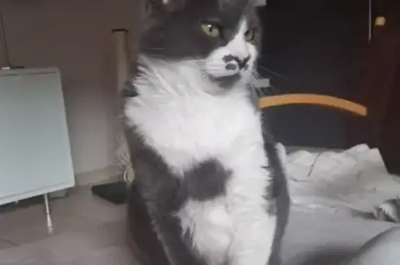 Animaux perdus Vic-le-Comte, photo: Chatte grise/blanche perdue à Vic