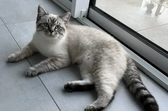 Animaux perdus Acigné, photo: Chaton croisé disparu à Acigné