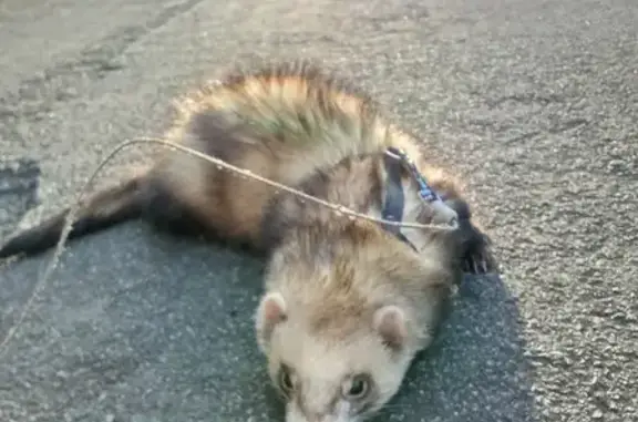 Chien perdu Baud, photo : Alerte: Furet Perdu à Baud
