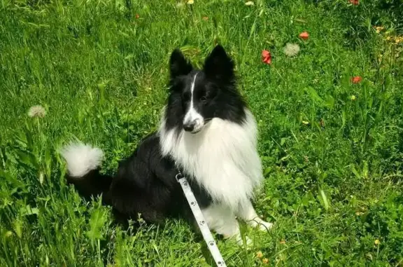 Chien Shetland Perdu à Draguignan - photo
