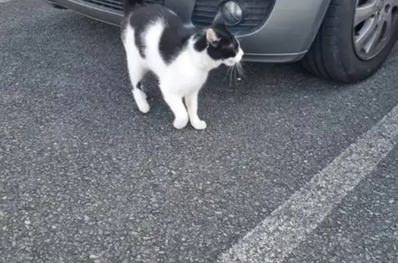 Chat noir et blanc perdu - photo