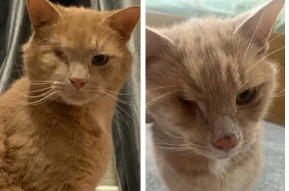 Lost! One-Eyed Ginger Cat Needs Meds - Help!