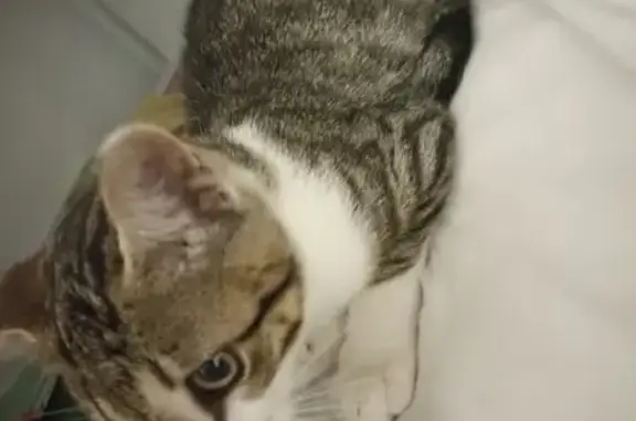Chat blanc et tigré trouvé - photo