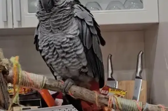 Missing African Grey Parrot - Bedford Place 2