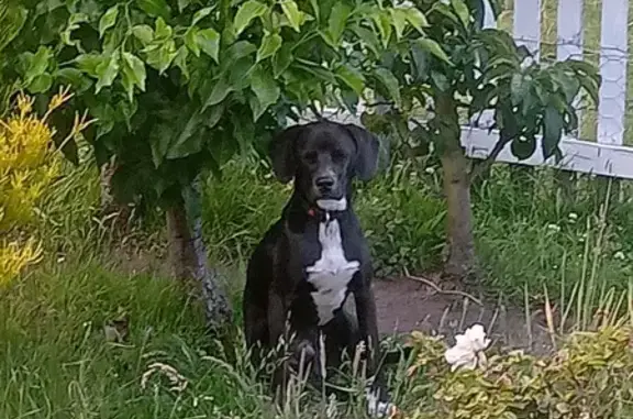 Lost Dog Alert: Young Black & White Hound - Kingborough