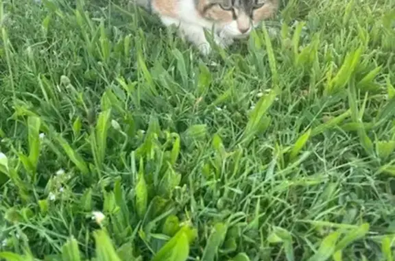 Chat blessé à Tiercé trouvé - photo