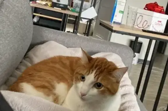 Chat perdu, , photo: Chat roux et blanc perdu à Andouillé