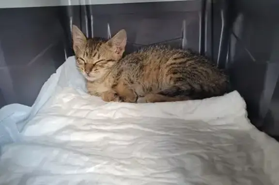 Chaton trouvé rue Maria Casarès - photo