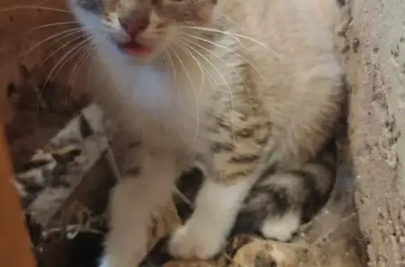 Chat et chatons trouvés à Monéteau - photo