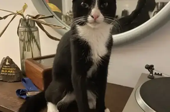 Lost Tuxedo Cat Moussa - King St. Help!
