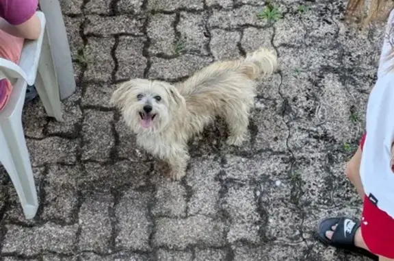 Animaux trouvés Dole, photo: Chien perdu à Dole retrouvé