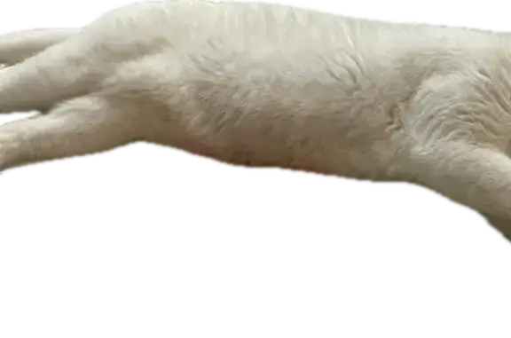 Chat perdu, Trans-en-Provence, photo: Wooki, Chat Blanc Perdu