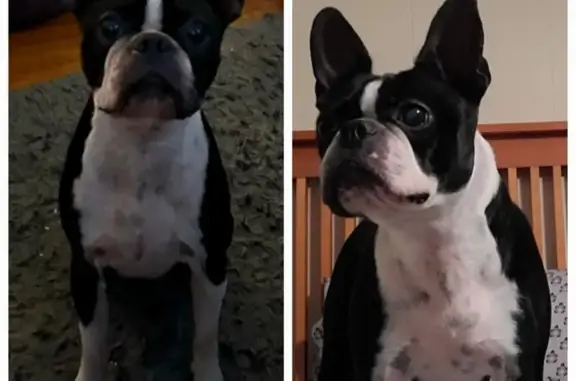 Lost Boston Terrier - Black/White, Friendly!