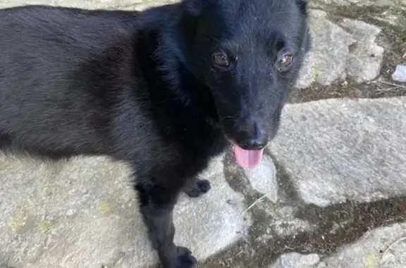 Chiot femelle poilu trouvé à Entraygues - photo