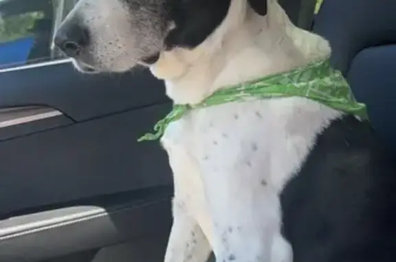 Lost Senior Dog: Black & White, 50lbs - Help!