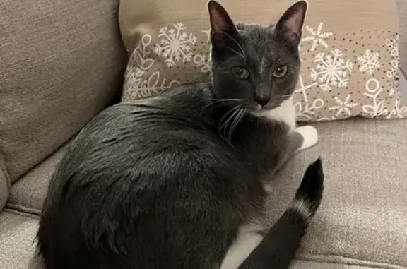 Lost Gray & White Cat - Timberview Dr, Dublin!