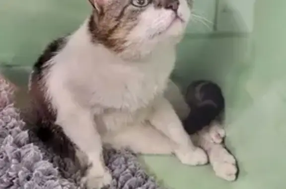 Chat tigré castré trouvé à Valdoie - photo