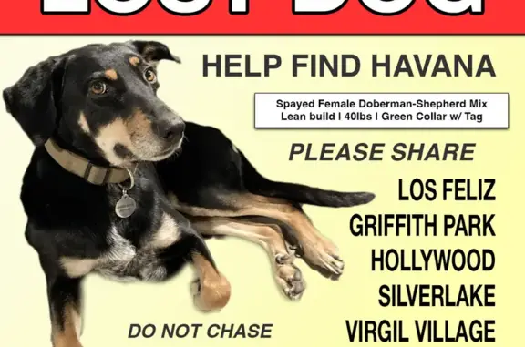 Lost Dog in LA: Call, Don't Chase! (323)304-4200