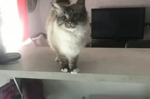 Chat perdu, Saran, photo: Chatte Birmanie Perdue - Saran