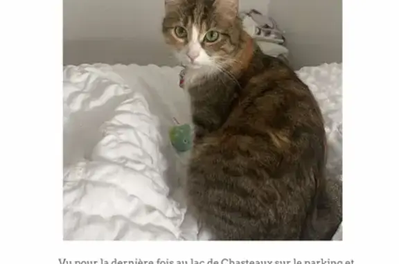 Chat perdu, , photo: Chatte isabelle disparue à Chasteaux