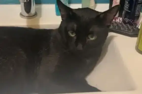 Animaux perdus , photo: Chat noir perdu à Gellainville