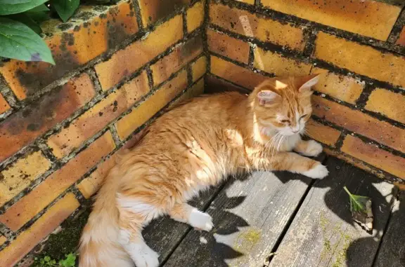 Chat Roux Perdu, Collier Léopard - photo