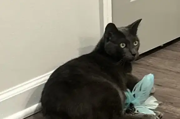 Lost Grey Cat Kerav in Auburn, AL - Help!