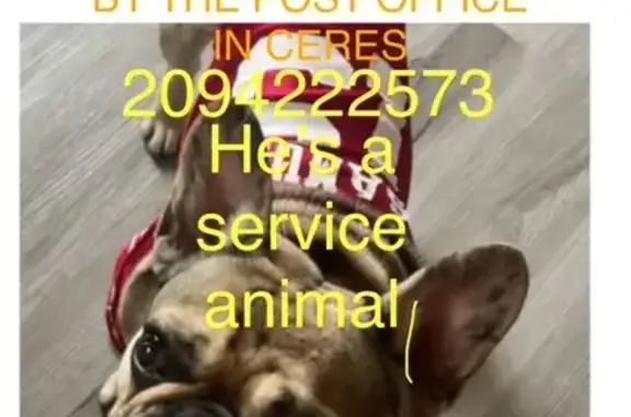 Lost Service Dog Jeter - Call 209-422-2573!