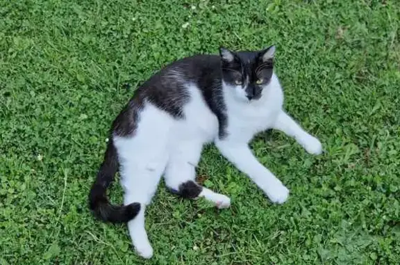 Animaux perdus Montataire, photo: Chat noir et blanc perdu à Montataire