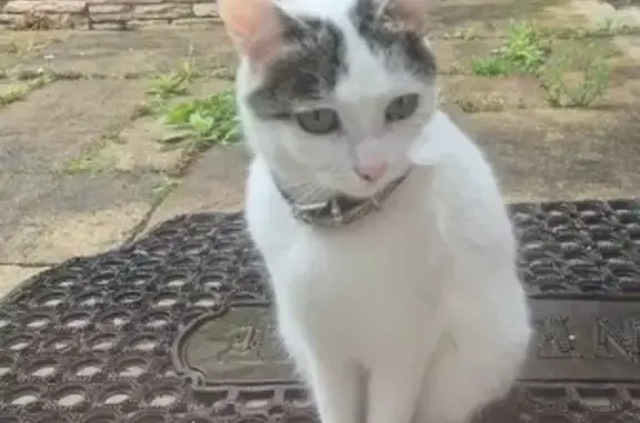 Chatte blanche/grise perdue à Jargeau - photo
