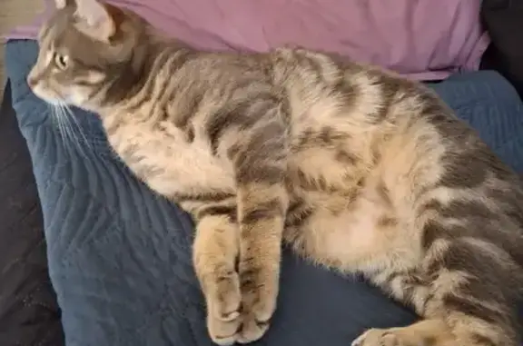 Chat perdu, , photo: Chat gris tigré perdu à Trois-Rivières