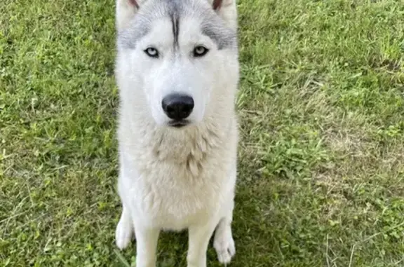 Husky perdu à Blaru - Harnais bleu - photo