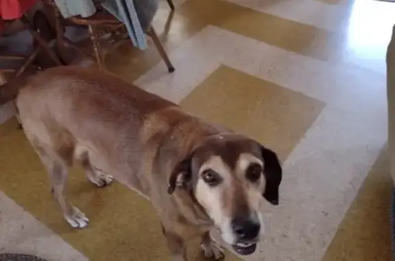 Lost Senior Dog Near Camp Verde - Help Find Him!