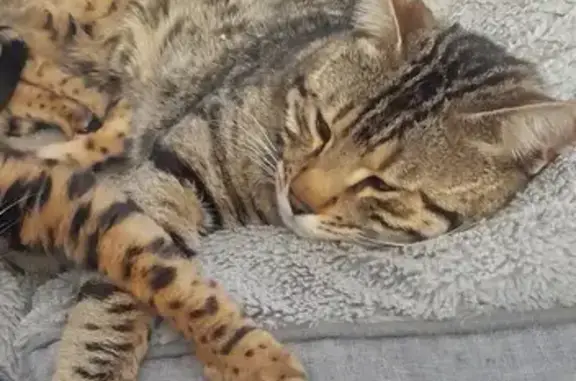 Animaux perdus Cluses, photo: Chat Bengal gris tigré perdu