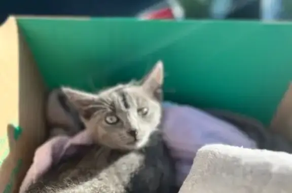 Chaton blessé trouvé, chez véto - photo