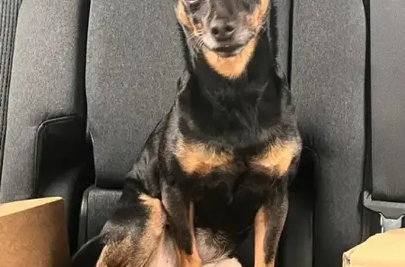 Lost Dog Alert: Black & Tan Mini Pin/Chi - 10630 Thrush Ave!