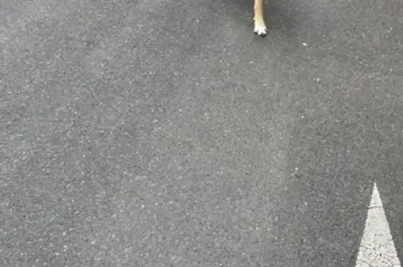 Chien perdu à Villefranche R.109 - photo