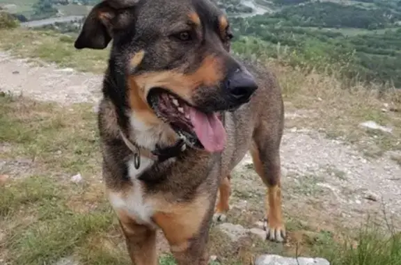 Chien perdu , photo : Chien Perdu: Pétro, 5 ans, 40kg