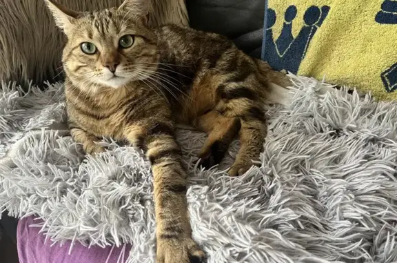 Chat perdu, , photo: Chat Bébé disparu, pucé, tatoué