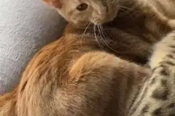 Chat roux tatoué perdu à Éloie - photo