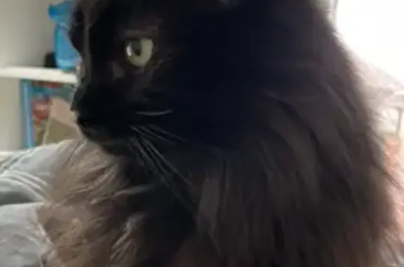 Animaux perdus Dompierre-sur-Besbre, photo: Chat noir perdu à Dompierre