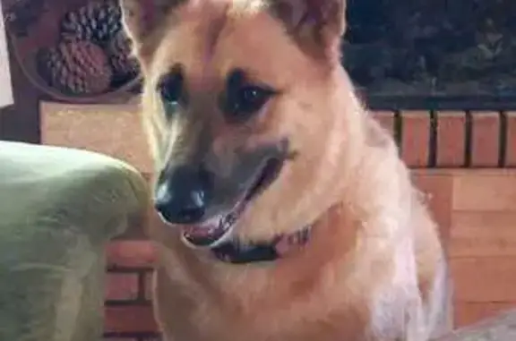 Chien perdu , photo : Chien Perdu: Ophelia, Malinois