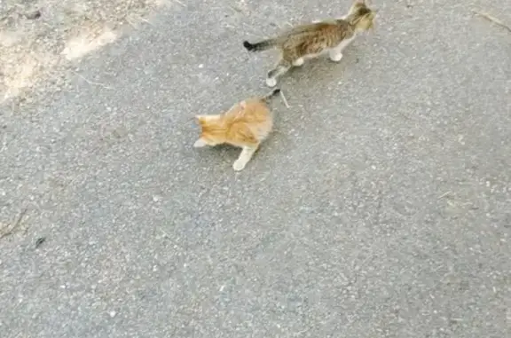 Chatons sains trouvés à Escandolières - photo